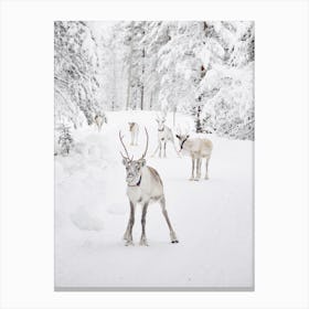 Snowy Reindeer Scenery Canvas Print