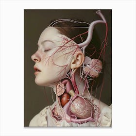 Anatomy Of A Woman Canvas Print