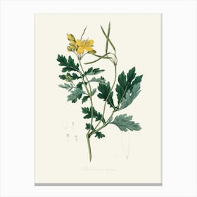 Vintage Botanical John Stephenson and James Morss Churchill Art Print_2731668 Canvas Print