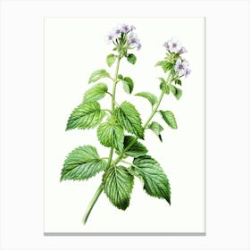 Catnip Vintage Botanical Herbs 1 Canvas Print