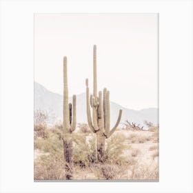 Arizona Cactus Canvas Print