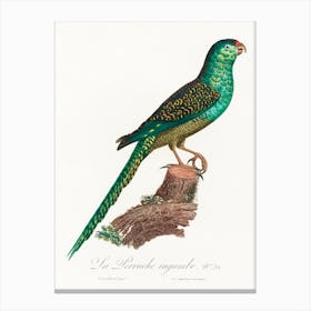 The Ingambe Parakeet From Natural History Of Parrots, Francois Levaillant Canvas Print