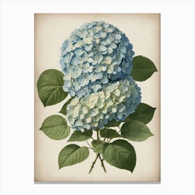 Hydrangea 3 Canvas Print