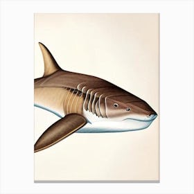 Port Jackson 2 Shark Vintage Canvas Print