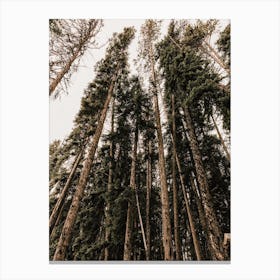 Thick Woodland Forest Canvas Print