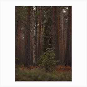 Pine Tree Sapling Canvas Print