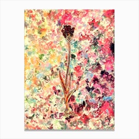 Impressionist Chincherinchee Botanical Painting in Blush Pink and Gold Canvas Print