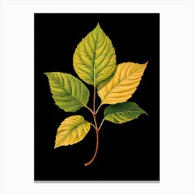 Elm Leaf Canvas Print