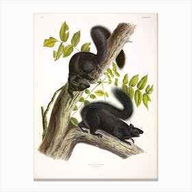 Black Squirrel 1, John James Audubon Canvas Print