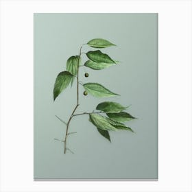 Vintage European Nettle Tree Botanical Art on Mint Green Canvas Print