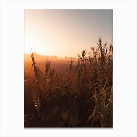 Grass In The Morning Canvas Print