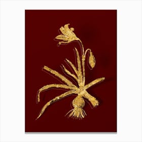 Vintage Amaryllis Broussonetii Botanical in Gold on Red n.0263 Canvas Print