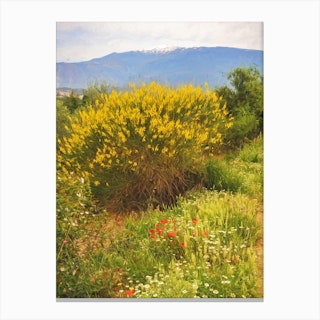 Sierra Nevada Springtime Canvas Print