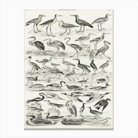 Ornithology, Oliver Goldsmith 3 Canvas Print