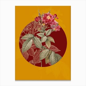 Vintage Botanical Boursault Rose on Circle Red on Yellow n.0115 Canvas Print
