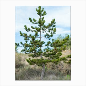 Pine Tree 20211128 188ppub Canvas Print