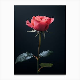 Single Rose On Black Background 47 Canvas Print