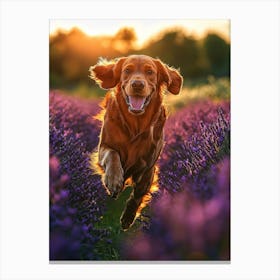 Golden Retriever Running In Lavender Field. Generated AI. Art Print Canvas Print