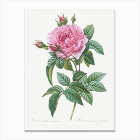 Gallic Rose, Rosa Gallica Regalis From Les Roses (1817–1824), Pierre Joseph Redoute Canvas Print