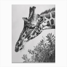 Giraffe In The Leaves Pencil Drawing 3 Canvas Print