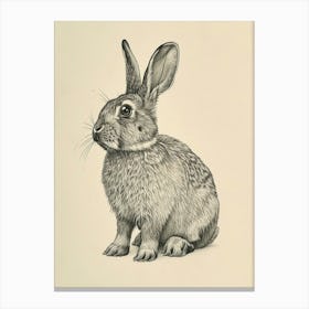 English Lop Drawing 1 Canvas Print