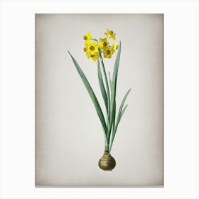 Vintage Daffodil Botanical on Parchment n.0864 Canvas Print
