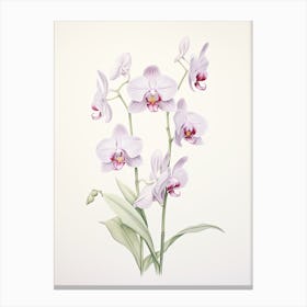 Orchids Flower Vintage Botanical 0 Canvas Print