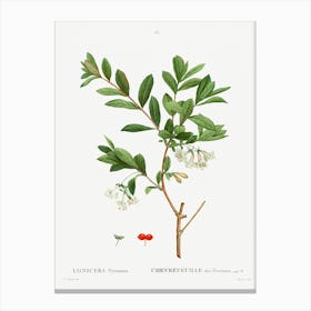 Lonicera Pyrenaica, Pierre Joseph Redoute Canvas Print