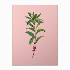 Vintage February Daphne Flowers Botanical on Soft Pink n.0928 Canvas Print