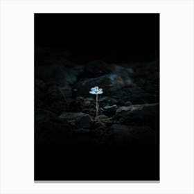 Flower In The Dark 15 Canvas Print