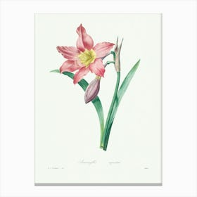 Amaryllis Equestre, Pierre Joseph Redoute Canvas Print