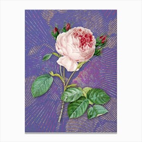 Vintage Centifolia Roses Botanical Illustration on Veri Peri Canvas Print