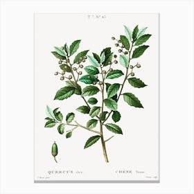 Evergreen Oak, Pierre Joseph Redoute (2) Canvas Print
