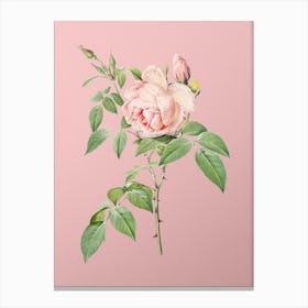 Vintage Fragrant Rosebush Botanical on Soft Pink n.0776 Canvas Print