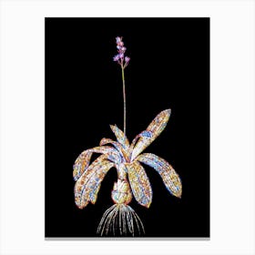 Stained Glass Scilla Lilio Hyacinthus Mosaic Botanical Illustration on Black n.0135 Canvas Print