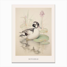 Vintage Bird Drawing Bufflehead 1 Poster Canvas Print