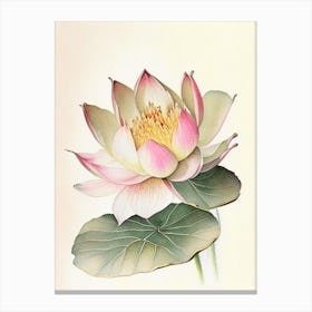 Early Lotus Watercolour Ink Pencil 2 Canvas Print