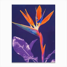 Bird Of Paradise 51 Canvas Print