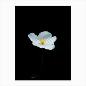 White Anemone Flower 5 Canvas Print