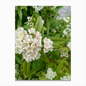 Cluster of White Flowers  Canvas Print