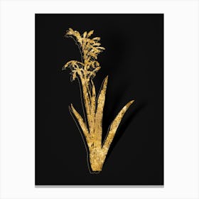 Vintage Antholyza Aethiopica Botanical in Gold on Black n.0383 Canvas Print