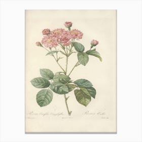 Rose Illustration, Pierre Joseph Redoute (39) Canvas Print