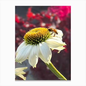 Bee On A Daisy Flower Canvas Print