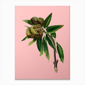 Vintage Spanish Chestnut Botanical on Soft Pink n.0938 Canvas Print