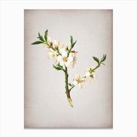 Vintage Almond Tree Flower Botanical on Parchment n.0392 Canvas Print