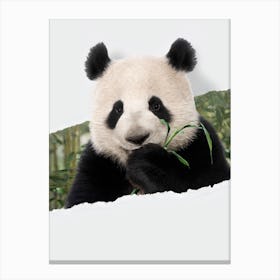 Panda Torn Paper Canvas Print