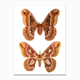 Two Butterflies And Moths 2 Canvas Print