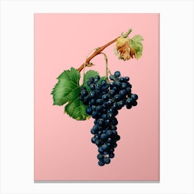 Vintage Grape Spanna Botanical on Soft Pink n.0299 Canvas Print