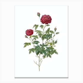 Vintage Burgundy Cabbage Rose Botanical Illustration on Pure White n.0424 Canvas Print