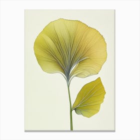 Ginkgo Herb Pencil Colour 2 Canvas Print